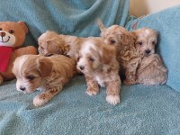 Kore kan maltipoo bebekler