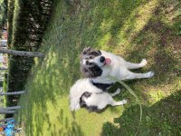 Oyun ve sevgi delisi köpeğimiz mays