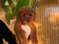 Toy poodle köpekleri