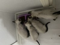 4 tane yavru siyam kedisi