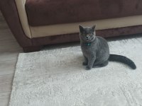 British longhair kedimiz 6 aylık
