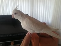 2 aylık albino sultan papağanı yavrusu