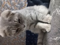 Scottish fold 7-8 aylık erkek kedimiz