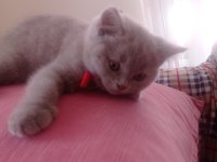 Kendi kedimizin british shorthair yavrusu