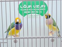 Türkiye şampiyonundan gouldian finch