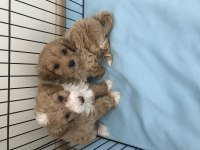 SAĞLIK VE IRK GARANTİLİ SEVİMLİ MALTİPOO YAVRULAR