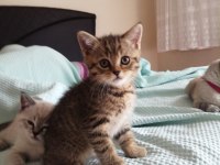 British Shorthair Bebekler