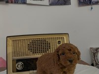Muhteşem Irk Garantili Poodle Yavrularım