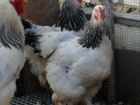 LİGHT BRAHMA KULUÇKALIK YUMURTA & CİVCİV