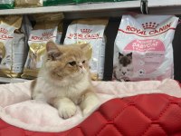 Türünün en güzel örneklerinden exotic shorthair