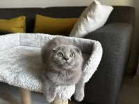 Sıfır kulak Scottish fold cinsi yavrumuza aile arıyoruz
