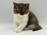 Eşsiz British Shorthair Yavrular
