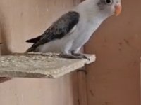 Yavru cennet papağanı