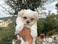 Maltese Terrier Yavrularımız