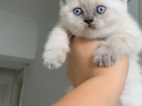 Blue point british shorthair bebeklerim