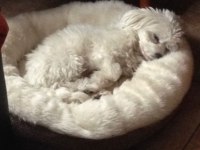 Sempatik maltipoo yavrular
