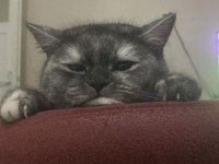 Uysal british shorthair kedidir