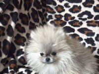 Dişi pomeranian yavrular