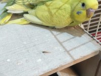 Taze muhabbet kuşu 2 güne yeme düşecek