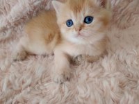 Golden British Shorthair Bebekler