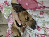 Küçük ırk sevecen dişi köpeğimiz