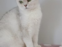 British shorthair kedisi (ücretsiz)