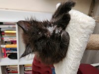 Maine coon yavru