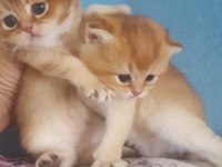 British shorthair erkek
