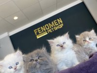 ORJİNAL IRK YAVRU KEDİLER MAGAZAMIZDA CANLI GÖRÜN ANK