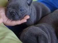 Blue french bulldog yavruları