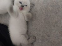 British Shorthair Yavrular Gönderim Mevcut