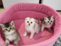 A kalite british shorthair yavrular