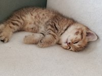 1tane british longhair