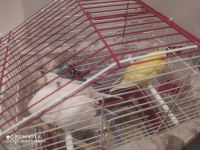 muhabbet kuşu albino lutino yerli de var için de