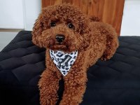 Eşleştirme Adayı Red Toy Poodle 3 KG Kaliteli Sperm