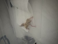 Leopard gecko 10 aylık dişi