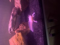 2 adet albino axalot 18-20 cm
