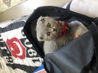 Scottish fold kedisi