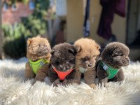 TOSUNCUK DİŞİ ERKEK CHOW CHOW YAVRULAR