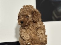 Kurabiye Tadında Poodle