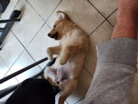 3.5 aylık golden retriever