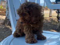Uygun Dişi Koyu Renk Poodle