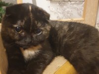 SCOTTİSH SHORTHAİR KEDİSİ