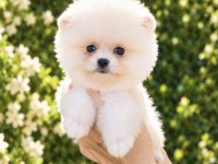 KUSURSUZ KARBEYAZ POMERANİAN BOO