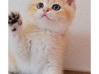British shorthair kedimiz sahiplendiriyoruz