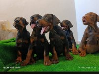 A scr üst düzey doberman