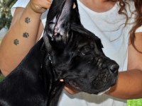 şecere belgeli ırk ve sağlık garantili cane corso yavrular