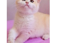 British shorthair çikolata kız