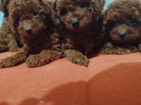 2 aylık erkek dişi poodle yavrular