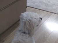 Maltese terrier köpeği